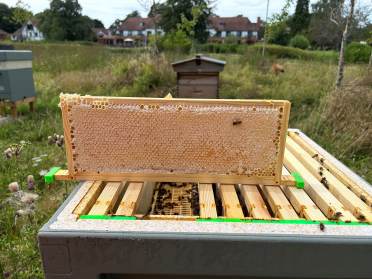 Beekeeping at Audley Chalfont Dene