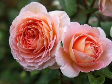 The beautiful English Rose
