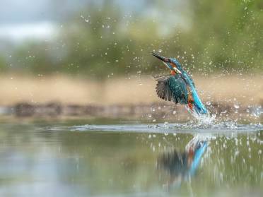 Kingfisher on a lake