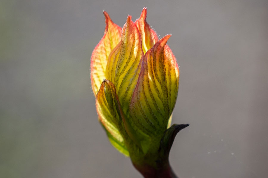 flowering bud retirement village surrey