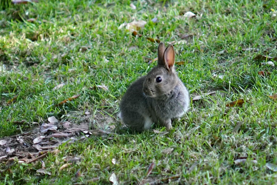 Rabbit at Surrey retirement village