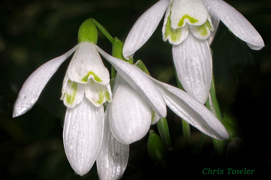 snowdrops in retirement village