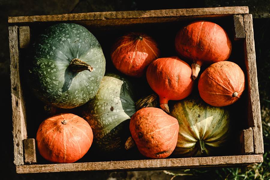 Loads of pumpkins 