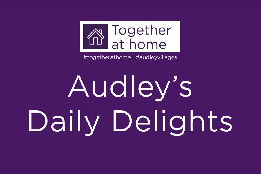 A purple header of an infographic with title - Audley's Daily Delights